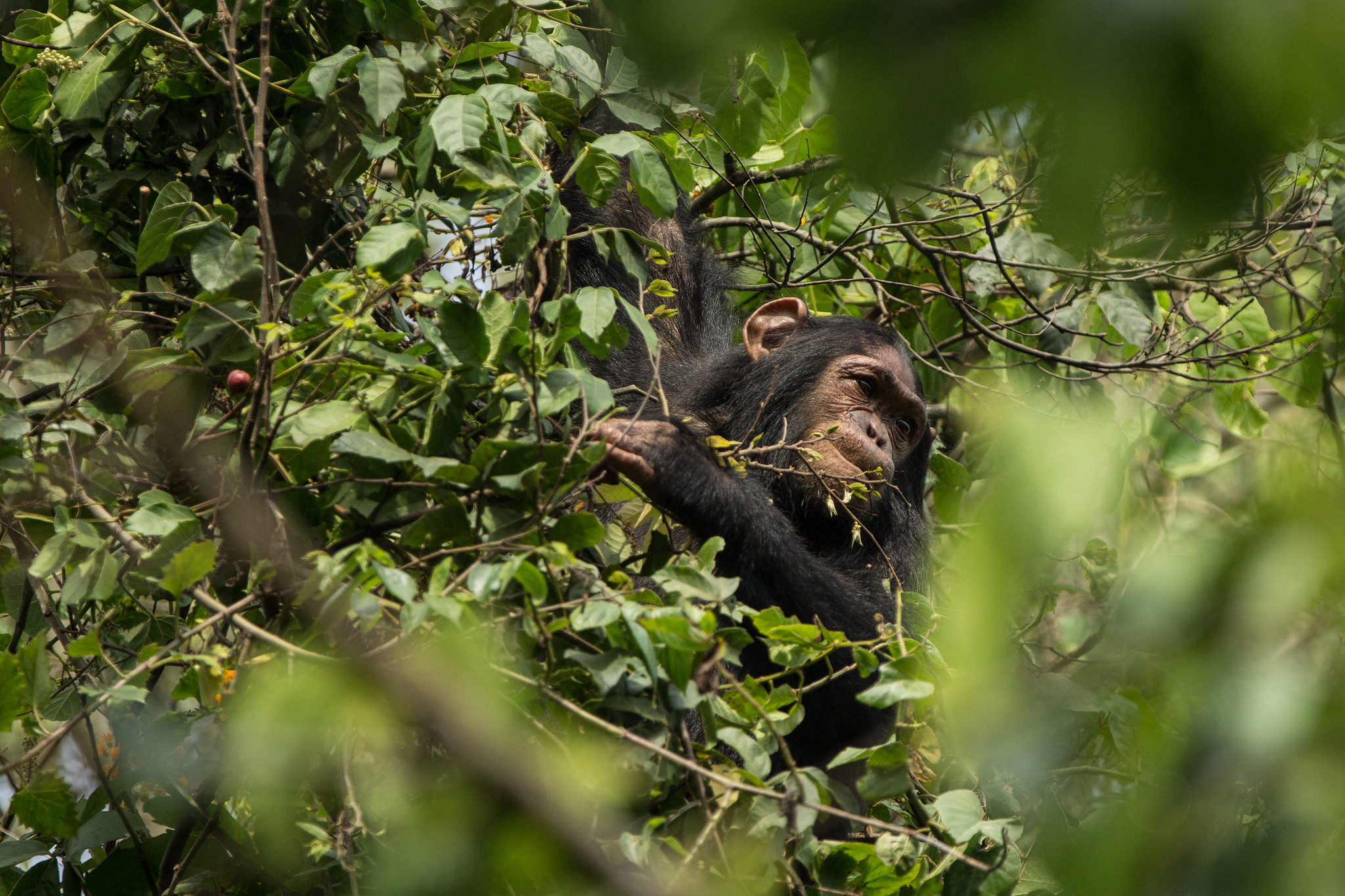 Assist Research on Chimpanzees in Ituri Rainforest